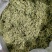 金银花青花