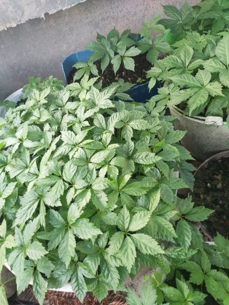 黑三七