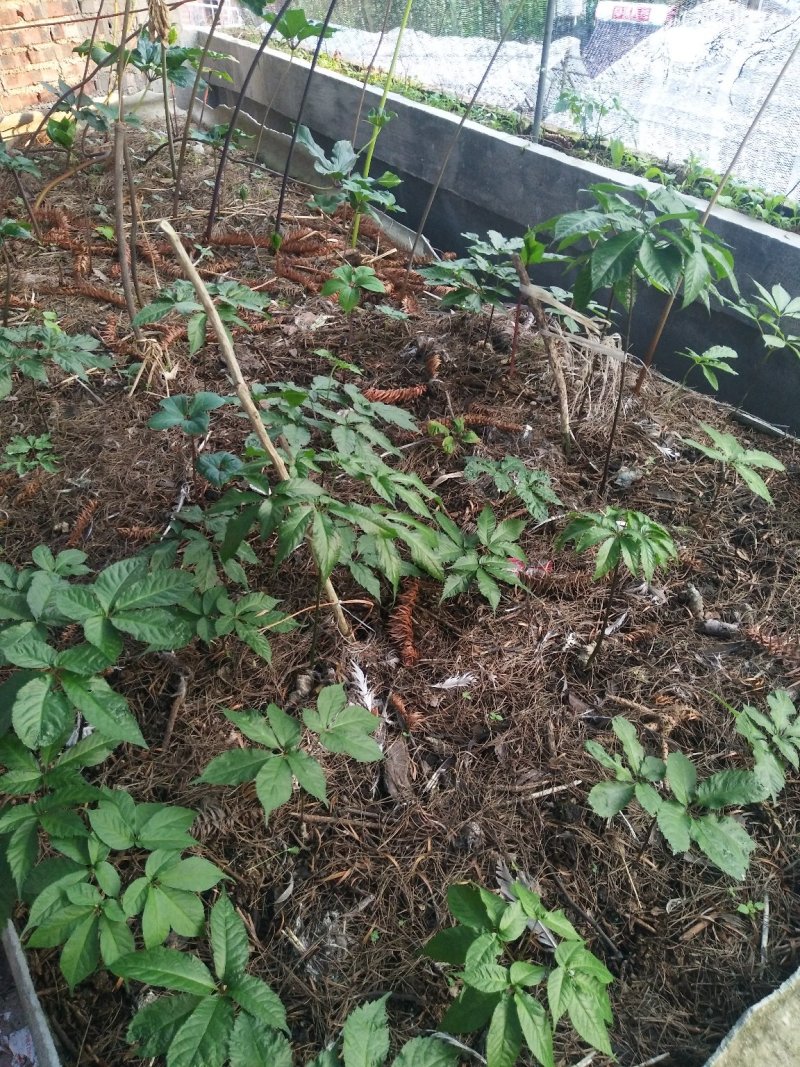 黑三七
