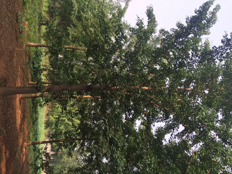 10-30公分银杏树，银杏树批发，自产自销，质量保证