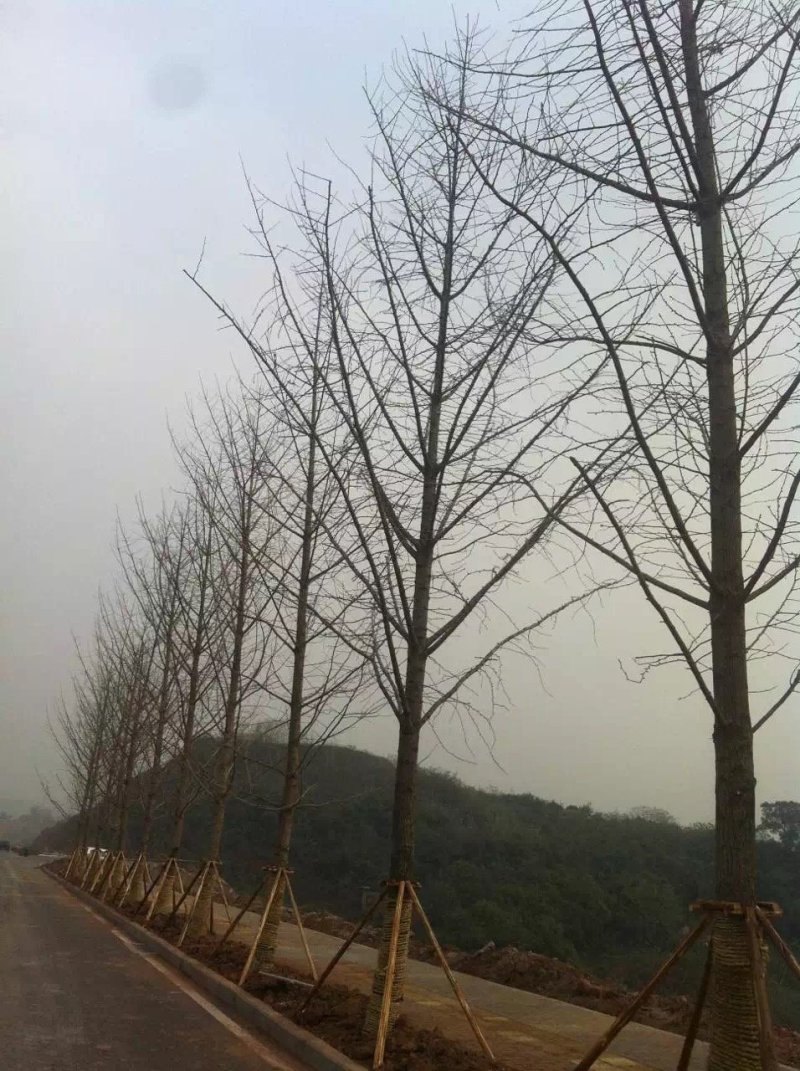 10-30公分银杏树，银杏树批发，自产自销，质量保证