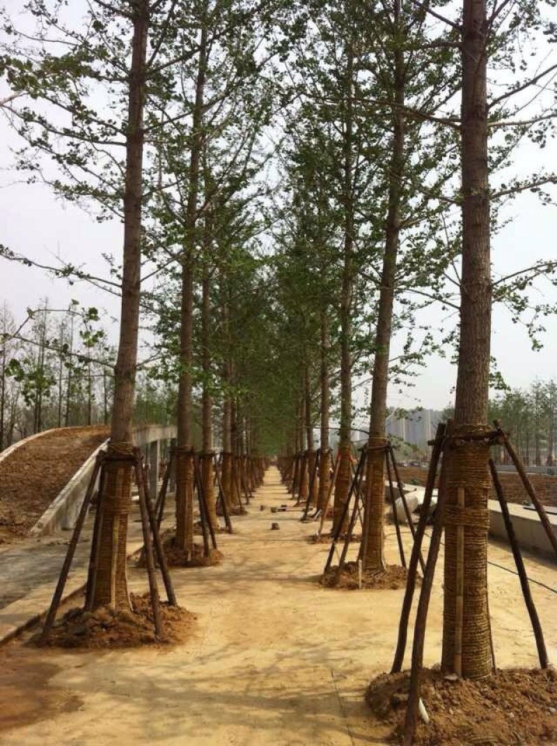 10-30公分银杏树，银杏树批发，自产自销，质量保证