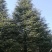 优质精品大规格雪松树米径20-24-28分
