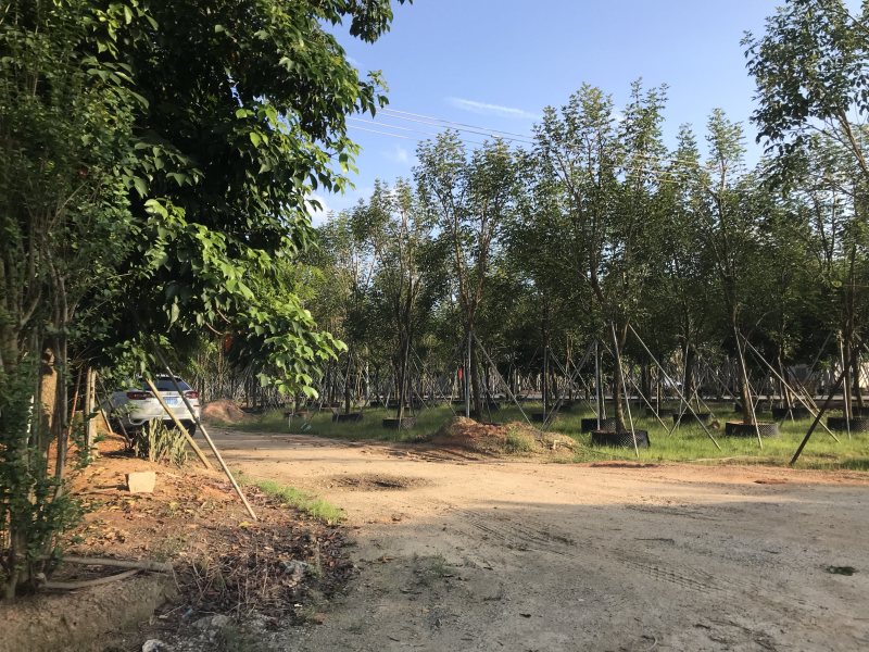 大量出售10-15黄花风铃木，价格美丽。