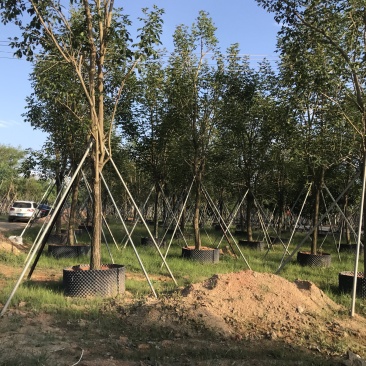 大量出售10-15黄花风铃木，价格美丽。