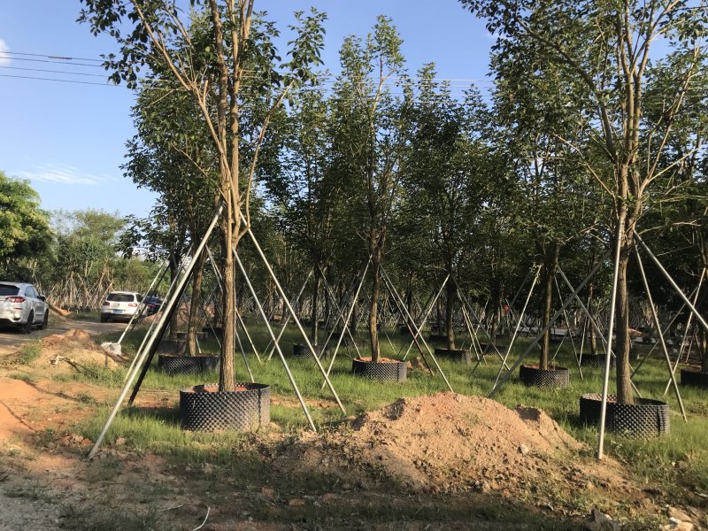 大量出售10-15黄花风铃木，价格美丽。