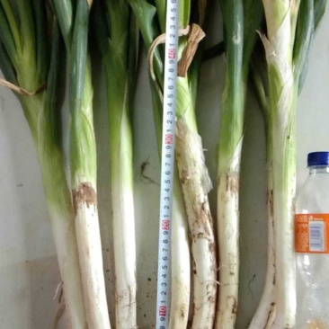 长白大葱30~40cm毛葱2cm左右