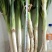 长白大葱30~40cm毛葱2cm左右