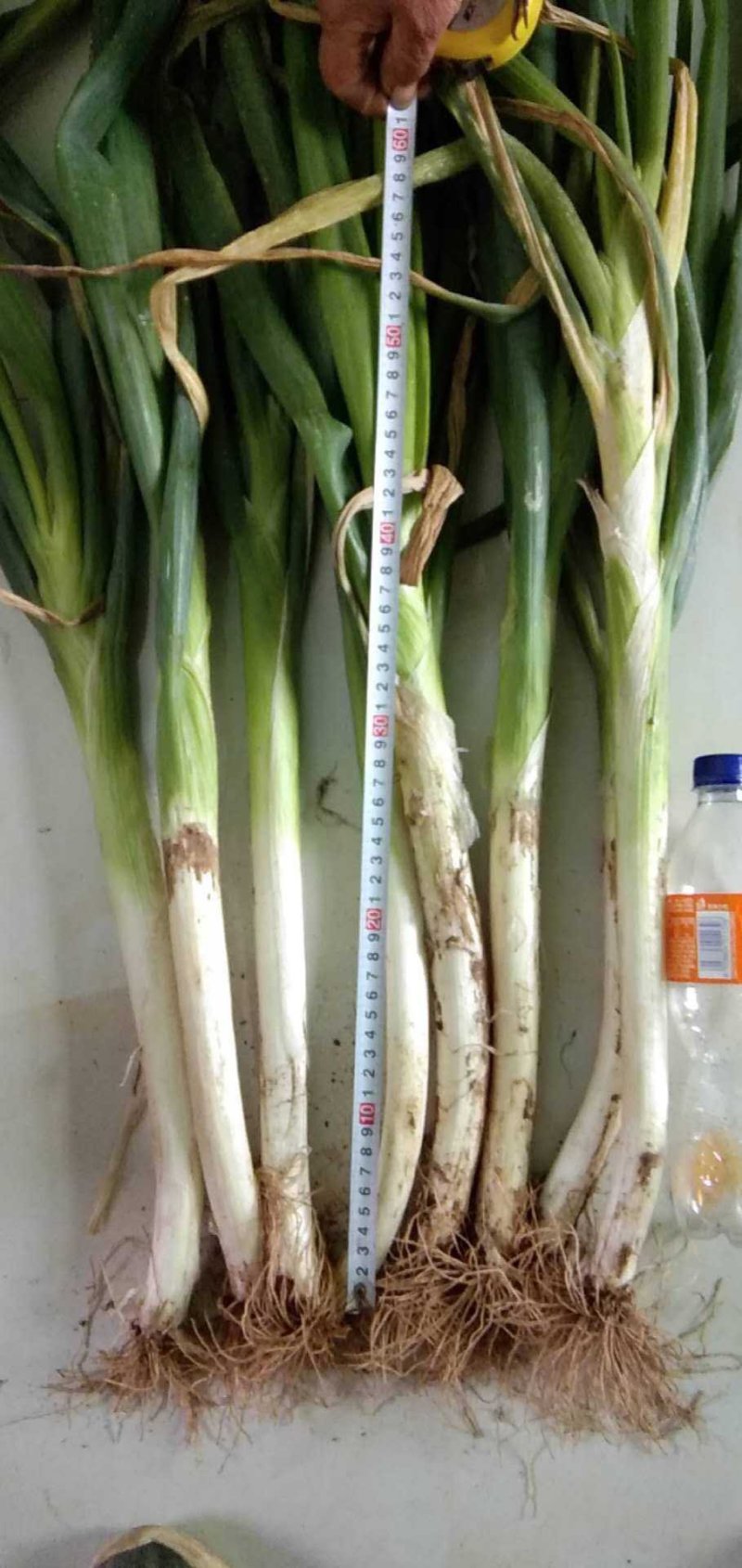 长白大葱30~40cm毛葱2cm左右