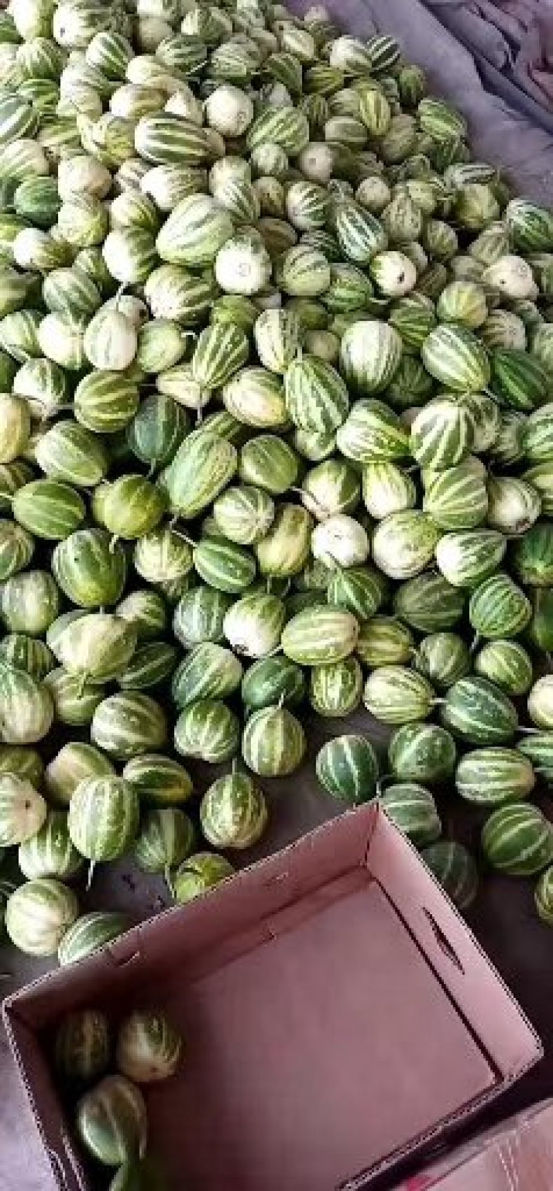 大量供应各种甜瓜价格便宜
