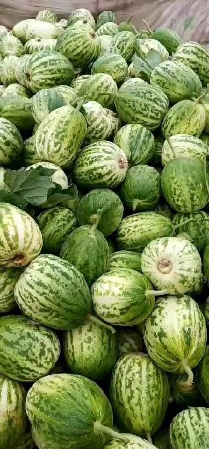 大量供应各种甜瓜价格便宜