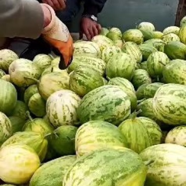 大量供应各种甜瓜价格便宜