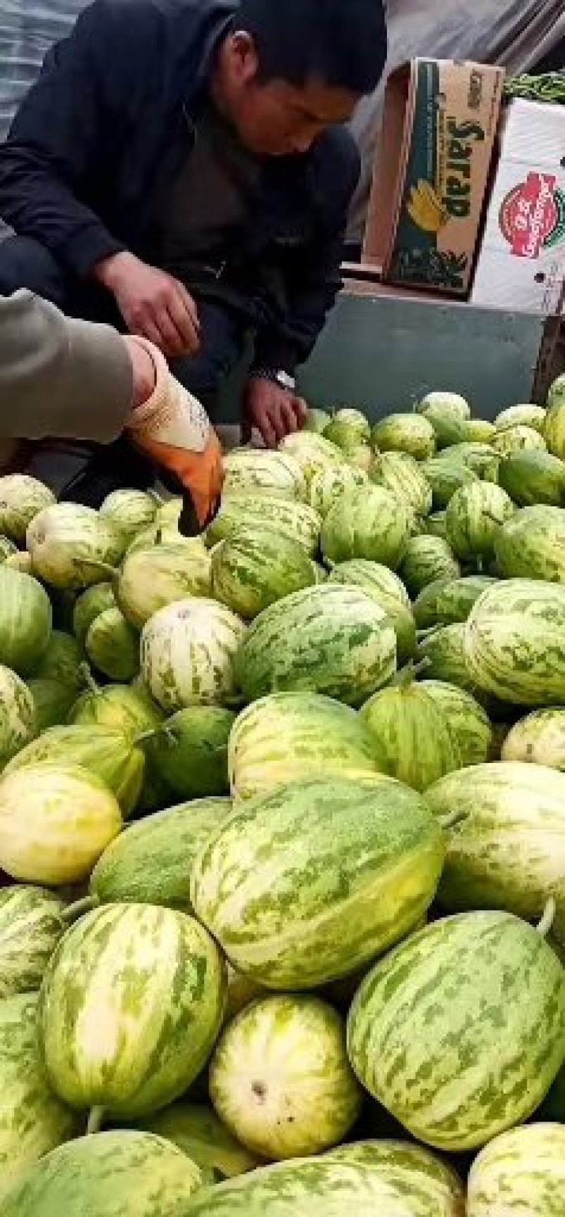 大量供应各种甜瓜价格便宜