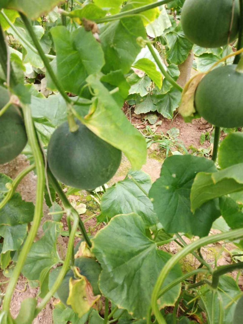 大量供应各种甜瓜价格便宜