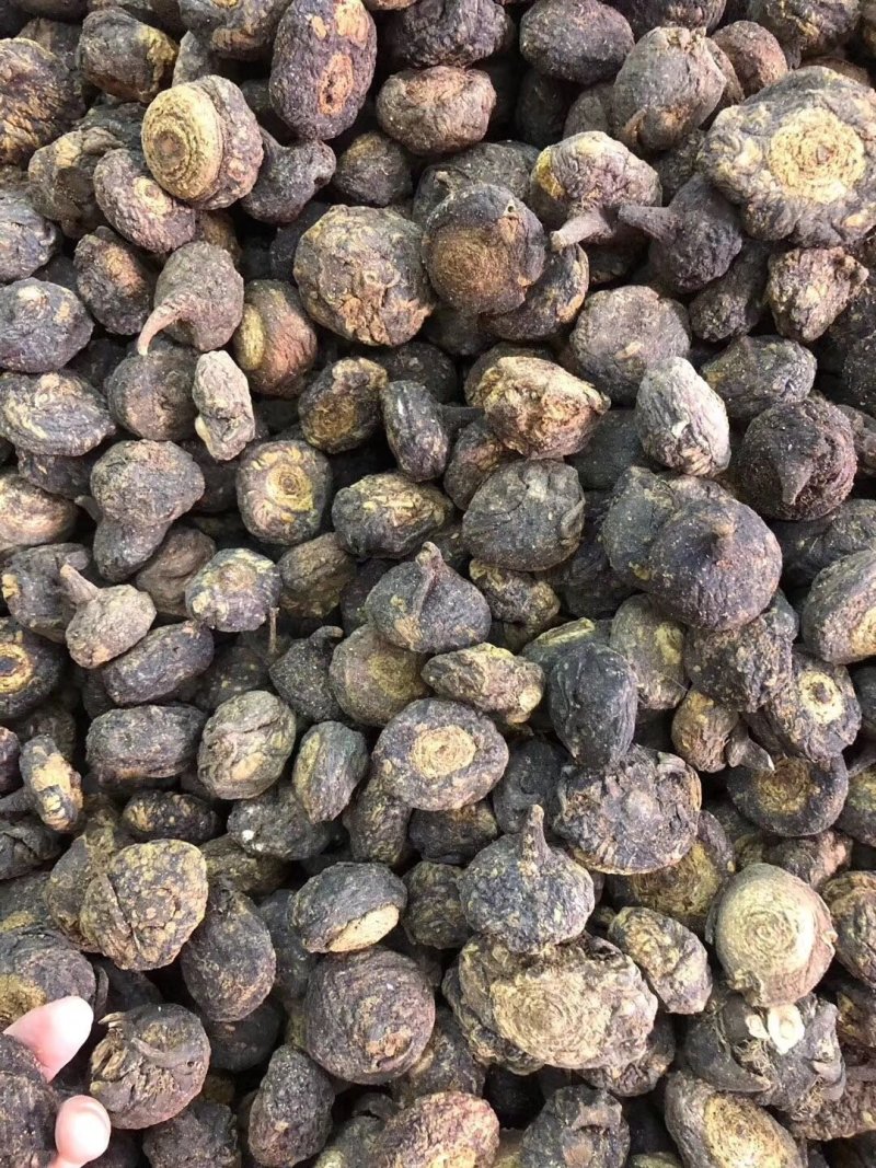 【产地直销】云南玛卡（干货）纯玛卡粉一手货源包邮