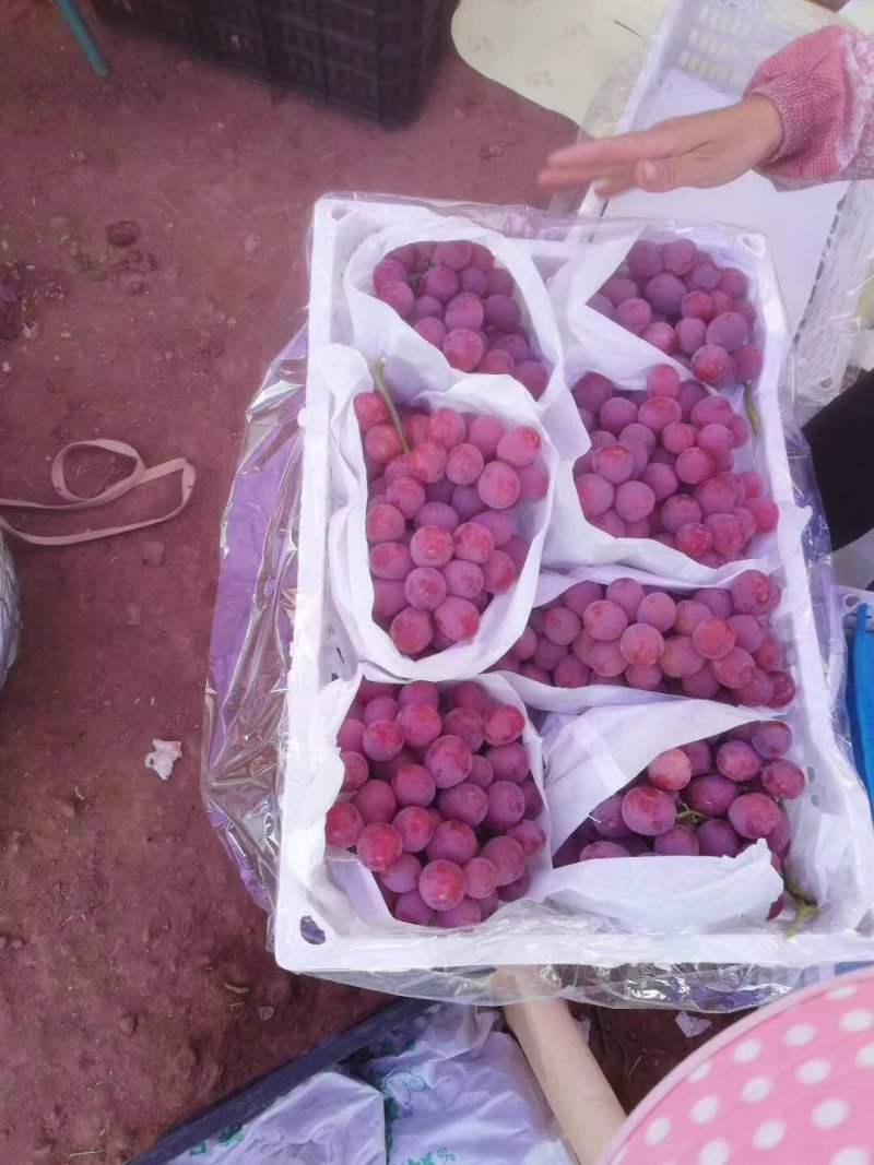 红提错季精品红提保质保量量大从优全国批发欢迎咨