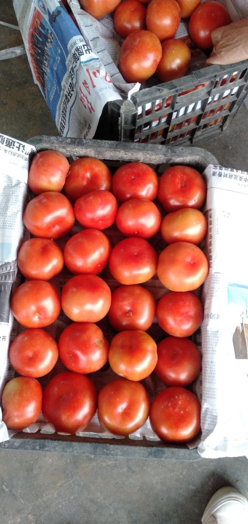 西红柿大量上市，物美价廉。