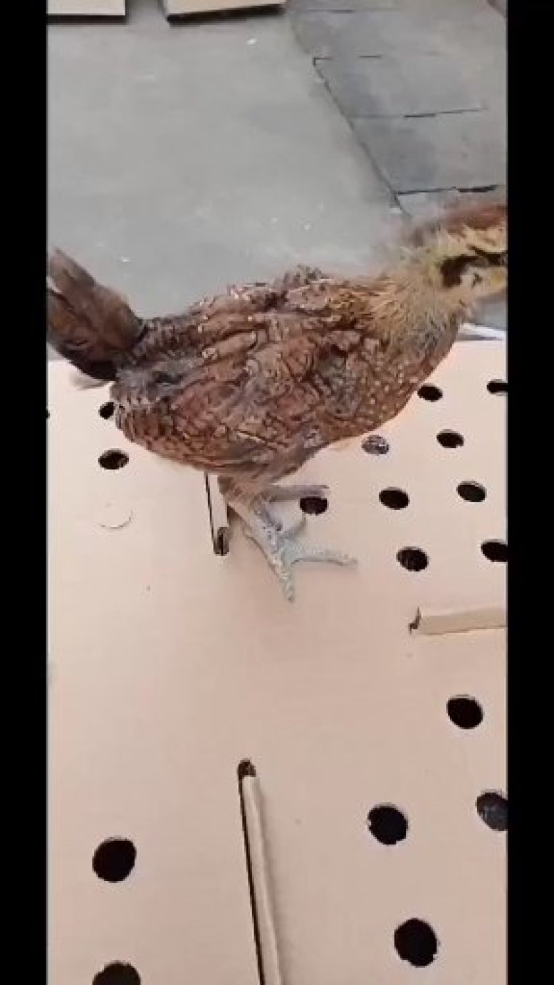 土鸡苗，云南土鸡苗批发，孵化场直销