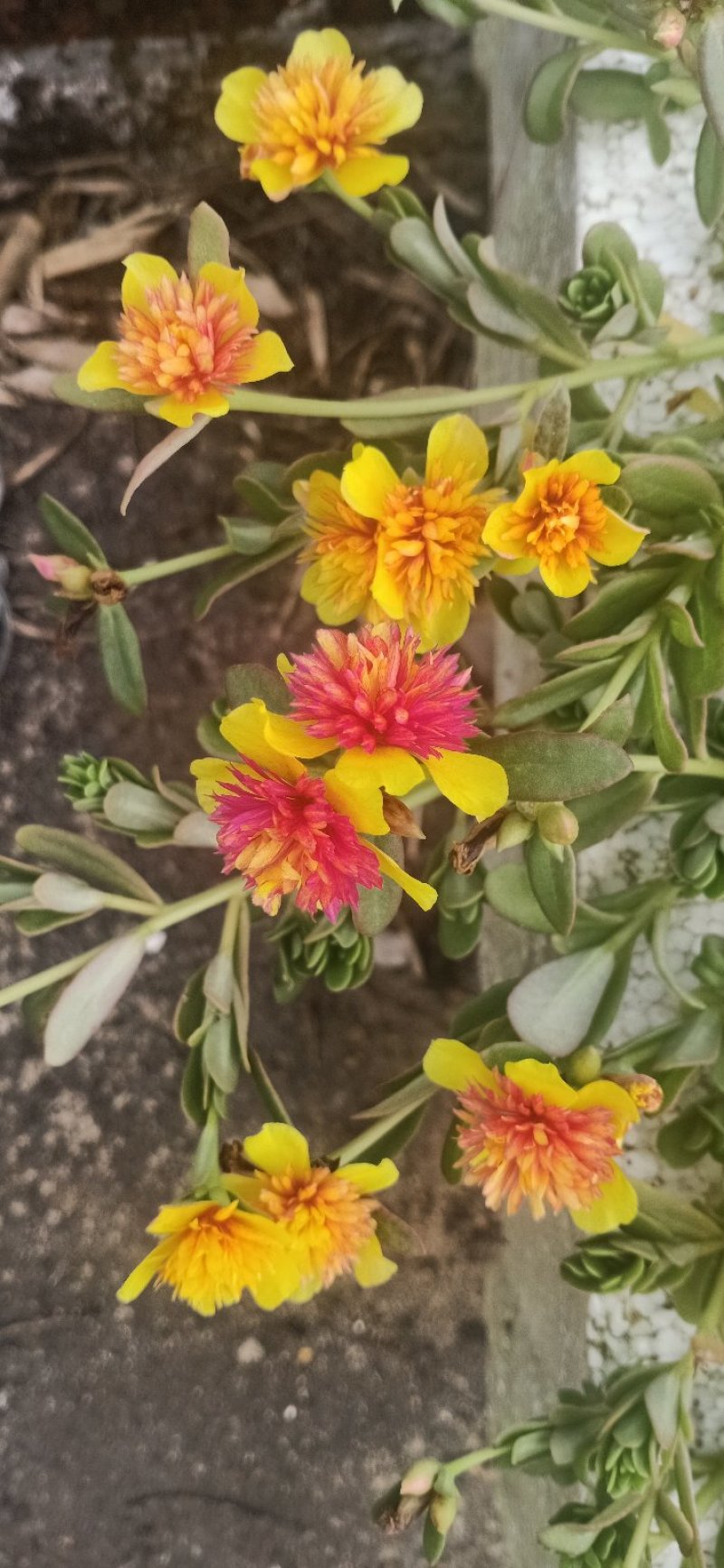 太阳花苗，有土就活，，死不了的七彩太阳花