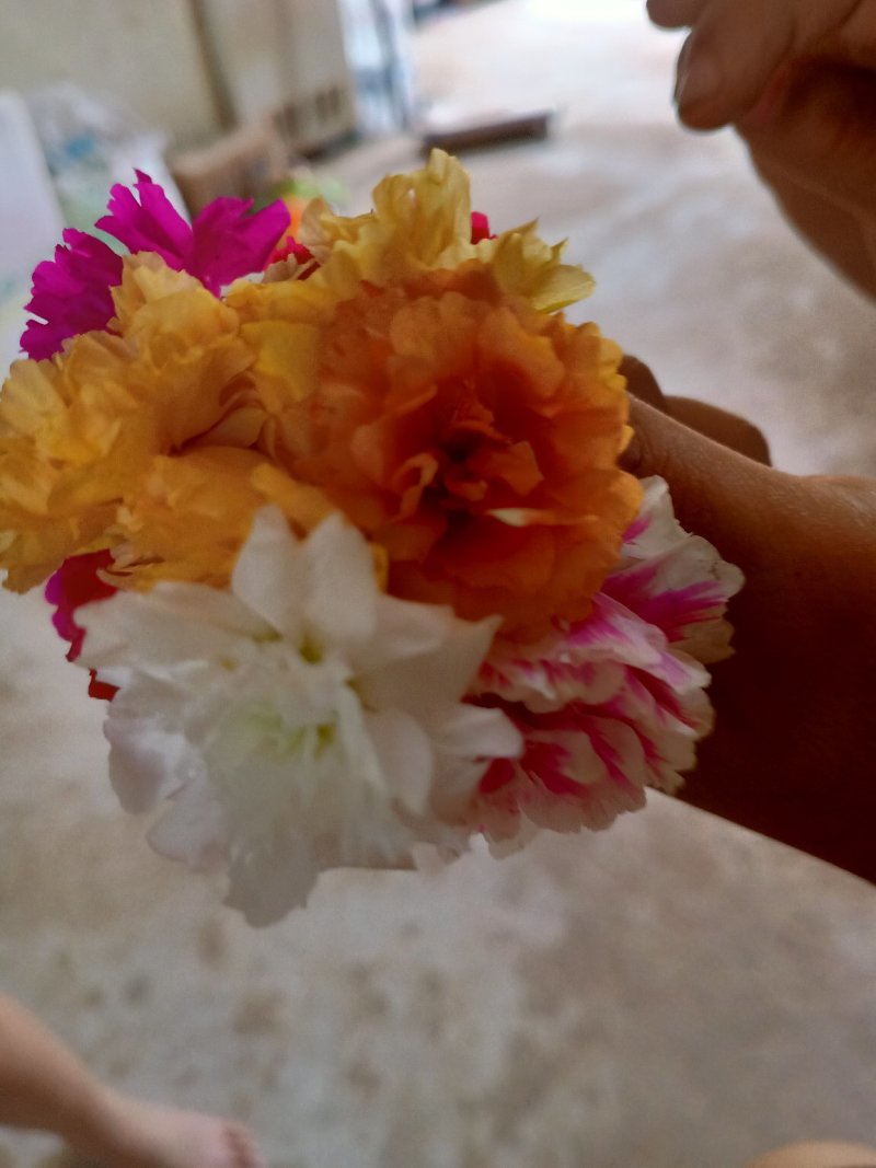 太阳花苗，有土就活，，死不了的七彩太阳花