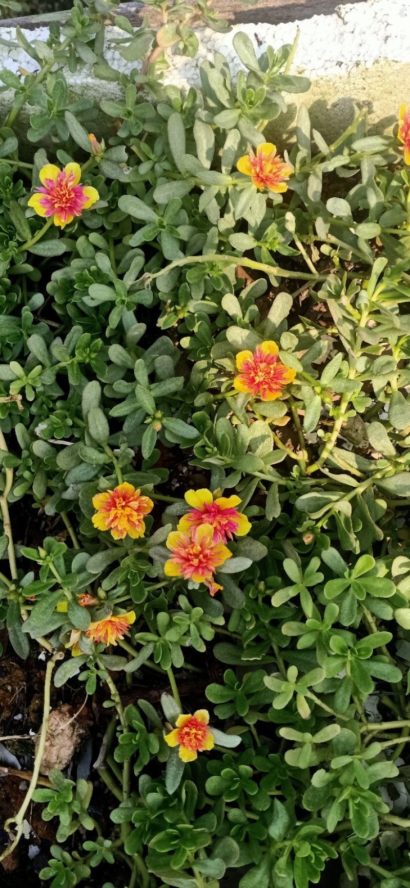 太阳花苗，有土就活，，死不了的七彩太阳花