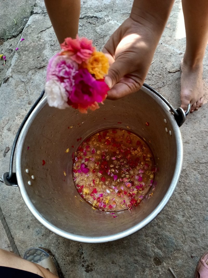 太阳花苗，有土就活，，死不了的七彩太阳花