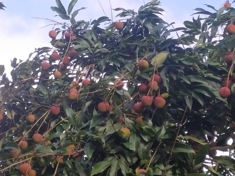 白糖罂和妃子笑，储良，石硖龙眼同时上市。