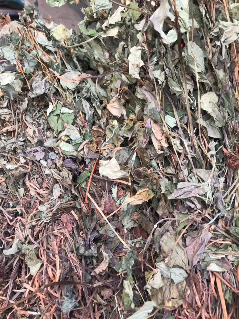 中药材今年新货鱼腥草条子都有颜色青绿色没有硫