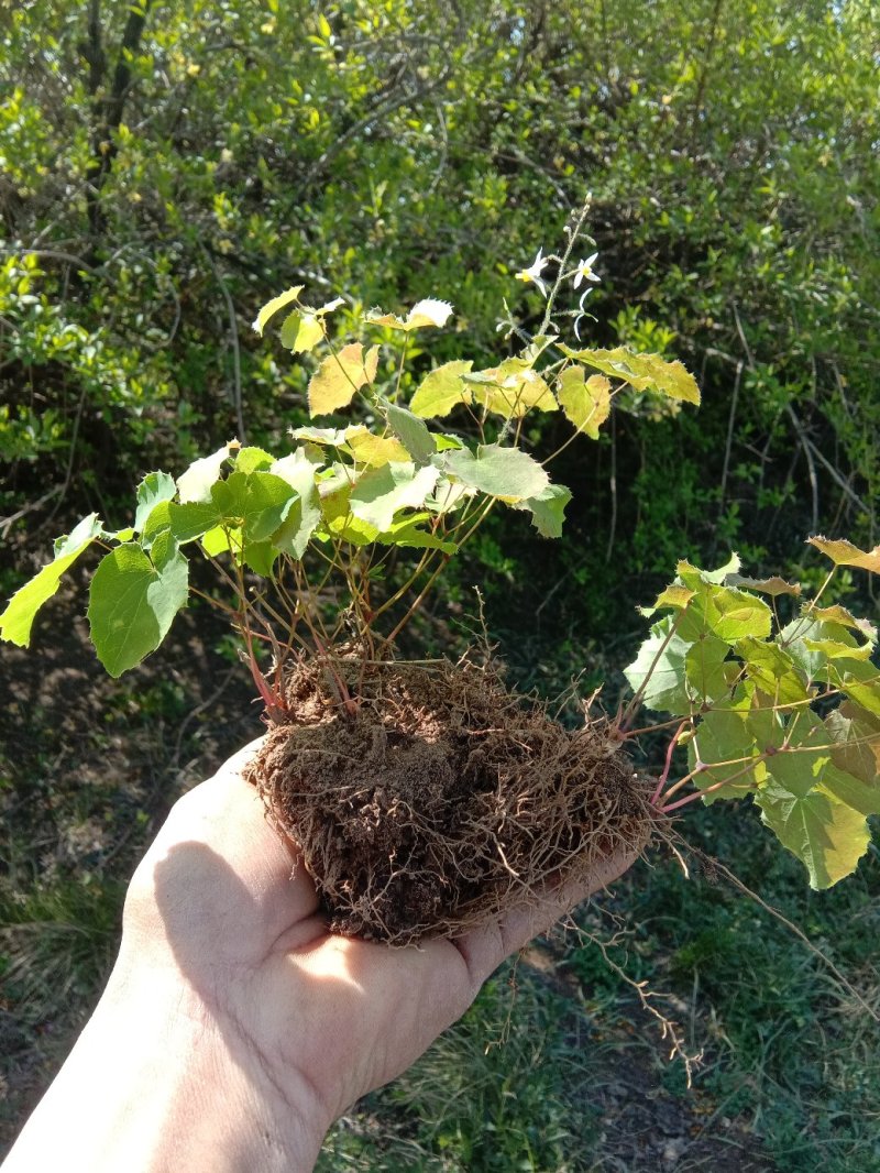 纯野生小圆叶高含量淫羊藿，干，鲜都可