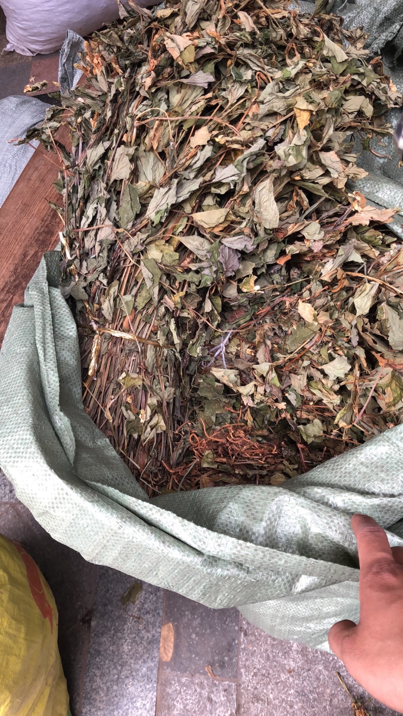 中药材今年新货鱼腥草条子都有颜色青绿色没有硫