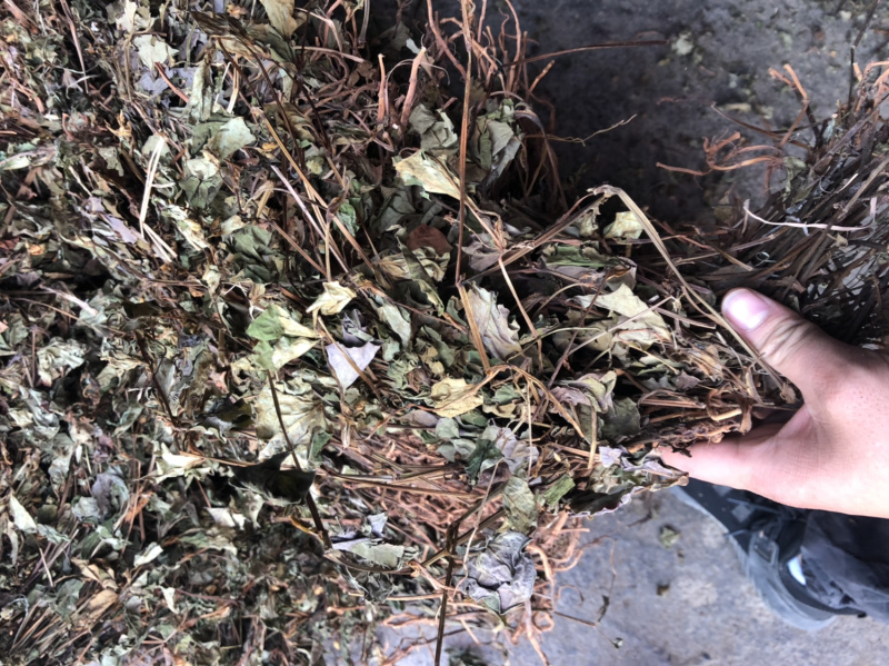 中药材今年新货鱼腥草条子都有颜色青绿色没有硫