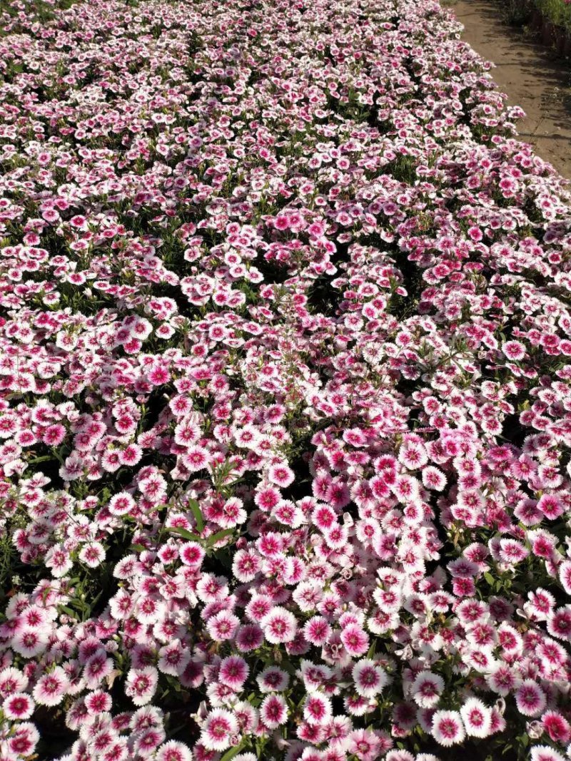 基地种植大量角堇有需要的朋友联系