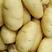 荷兰十五土豆黄心土豆河南土豆可视频看货规格齐全