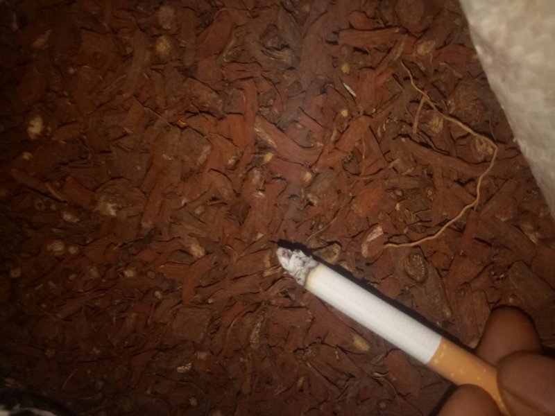 丹参