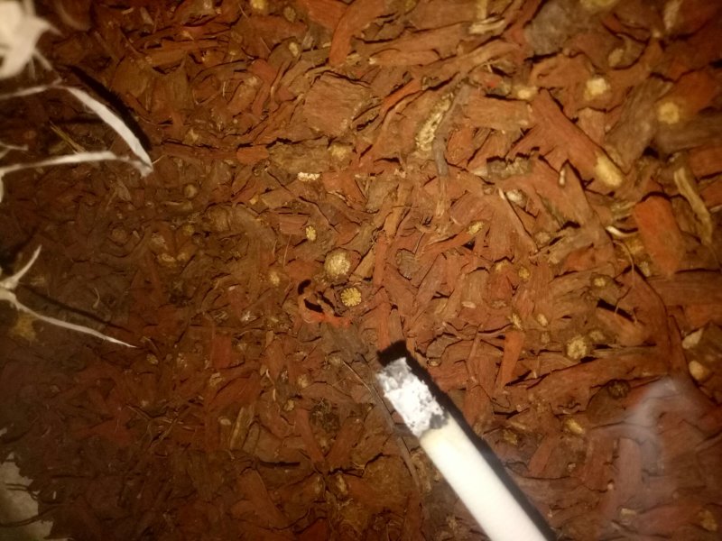 丹参
