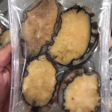 鲍鱼它的营养价值非常高，常被人们认为是山珍海味