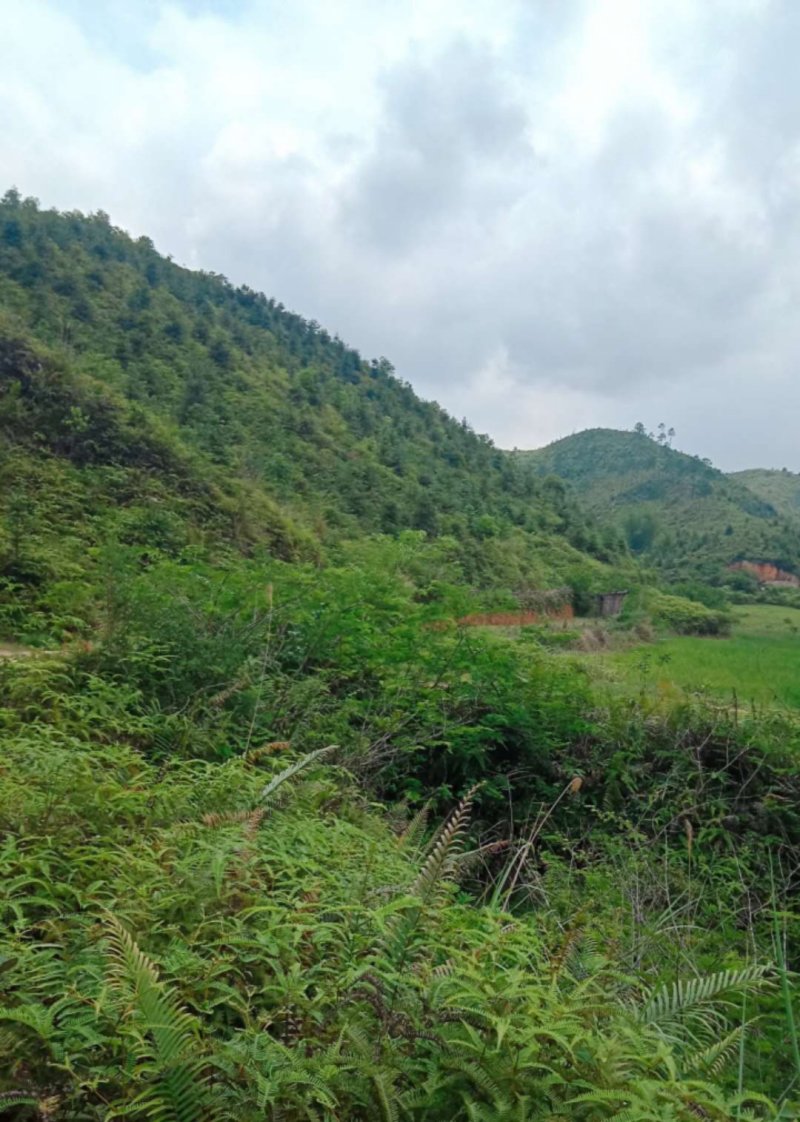 有五千亩荒山领地出租