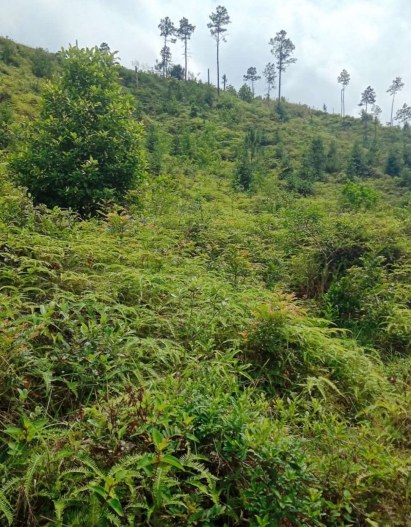 有五千亩荒山领地出租