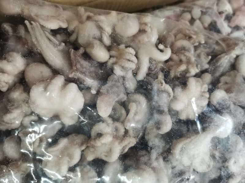 海洋王宫迷你小章鱼20斤小八爪鱼章鱼小丸子苏浙沪皖包邮