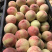 春雪桃，水蜜桃，红不软，日发10万斤大量上市
