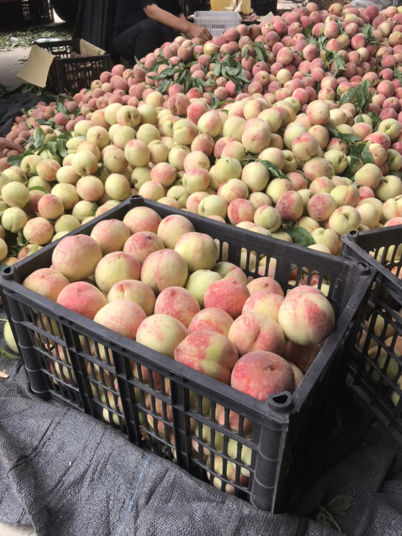春雪桃，水蜜桃，红不软，日发10万斤大量上市