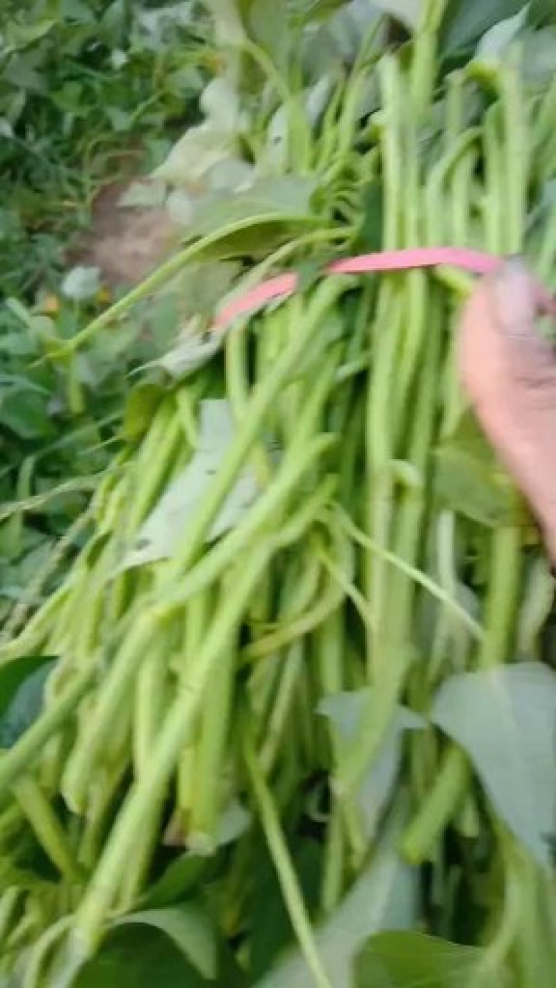 脱毒商薯19，龙九，西瓜红，红薯苗基地直供日供百万