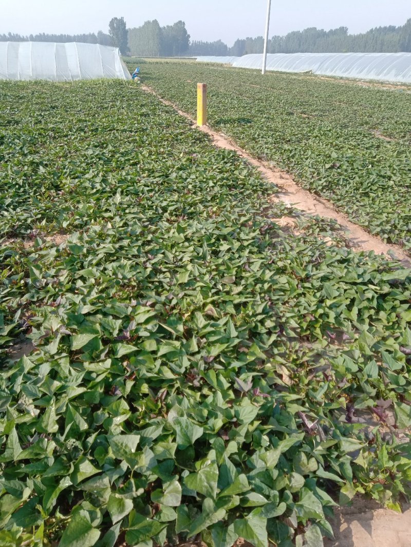 脱毒商薯19，龙九，西瓜红，红薯苗基地直供日供百万