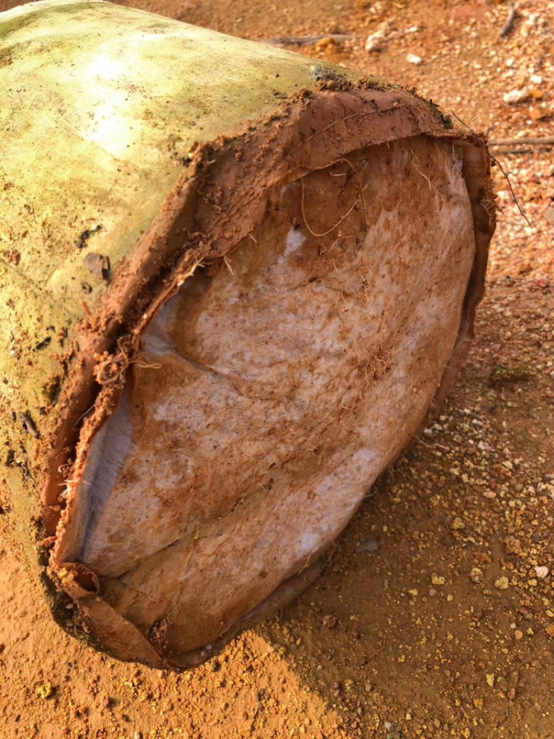 大量小叶紫薇，大量供应3分到8分小叶紫薇