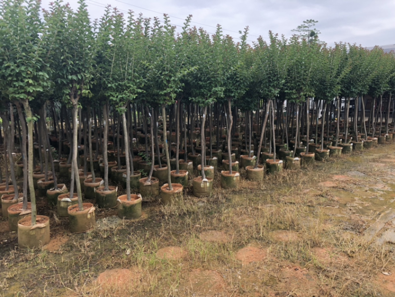 大量小叶紫薇，大量供应3分到8分小叶紫薇