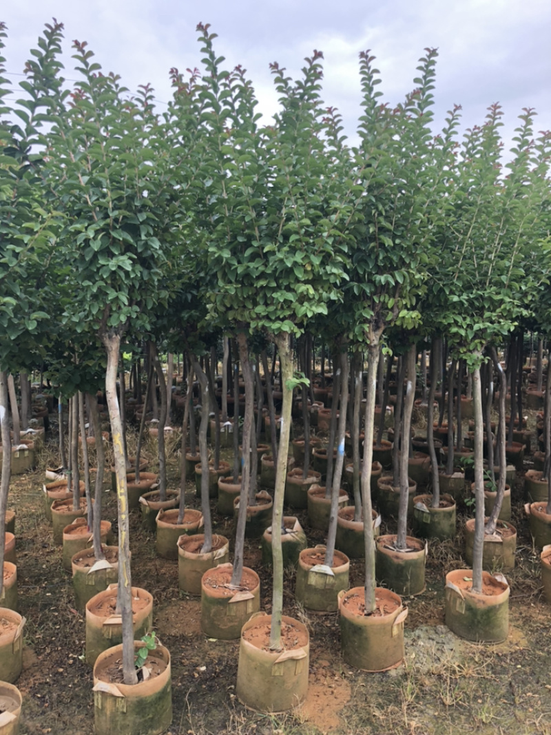 大量小叶紫薇，大量供应3分到8分小叶紫薇