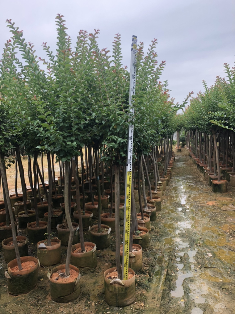 大量小叶紫薇，大量供应3分到8分小叶紫薇