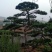 山东绿化苗木，造型油松，景观松，盆景保成活质量保证