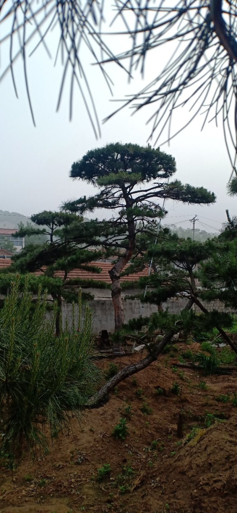 山东绿化苗木，造型油松，景观松，盆景保成活质量保证