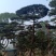 山东绿化苗木，造型油松，景观松，盆景保成活质量保证